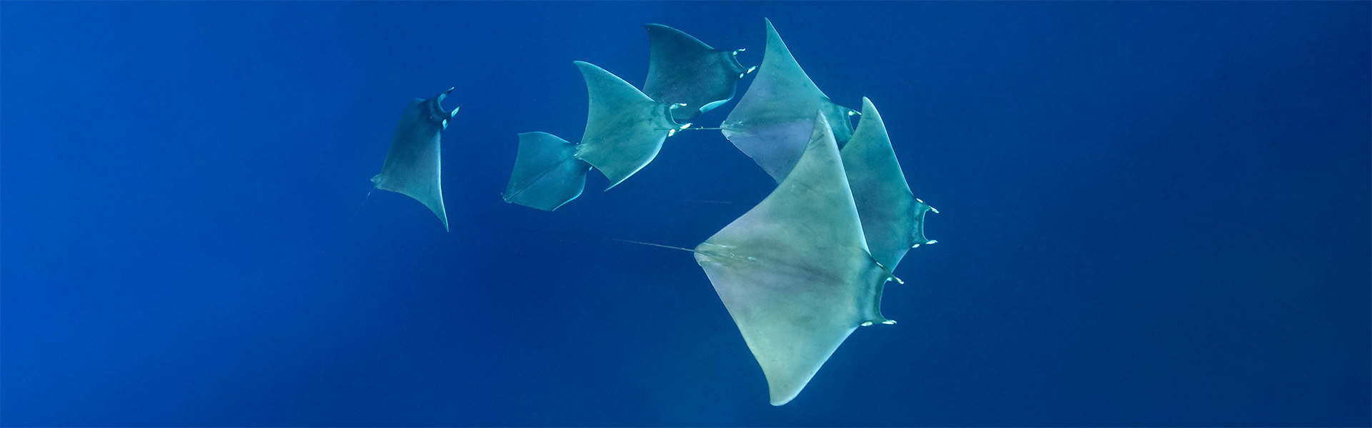 The Chilean Devil Ray